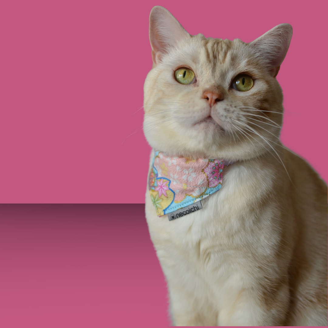 Bandana Collar with Air Tag Pocket Blue