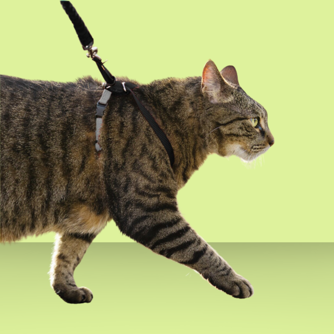 Come With Me Kitty Harness L Black