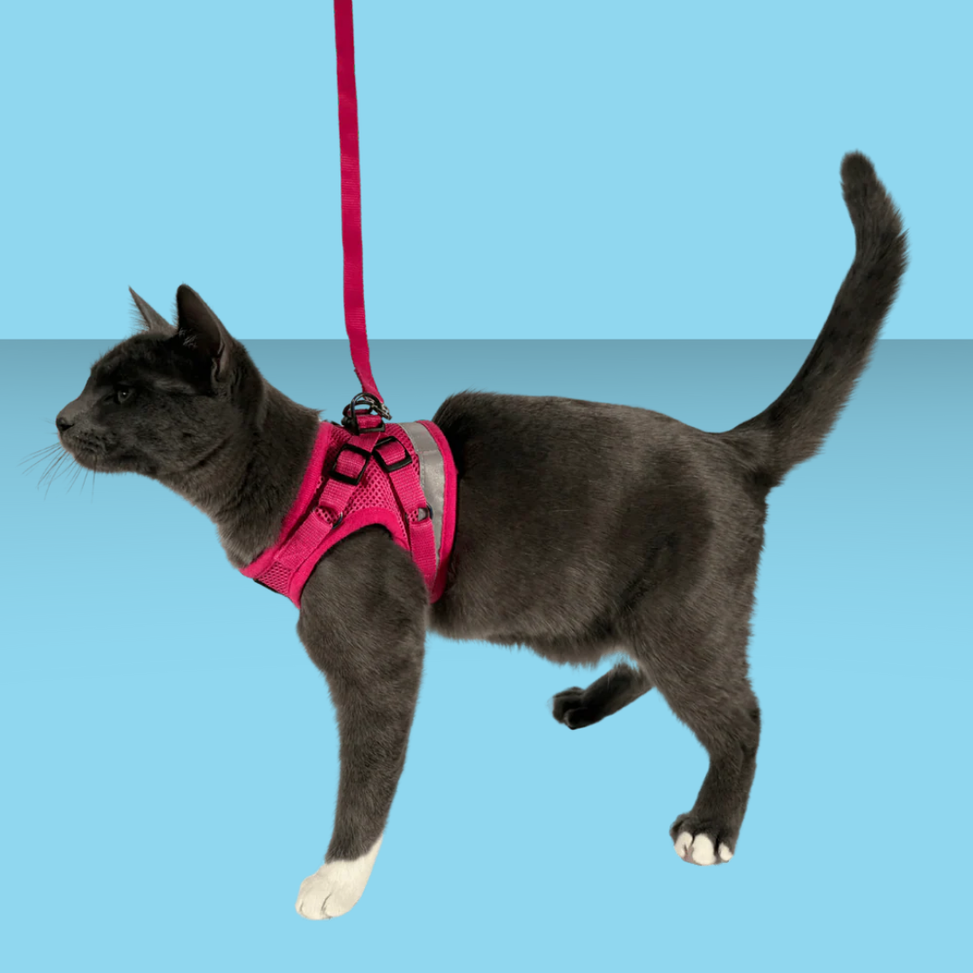 Harness and Leash Set Purrfectly Pink Iridescent