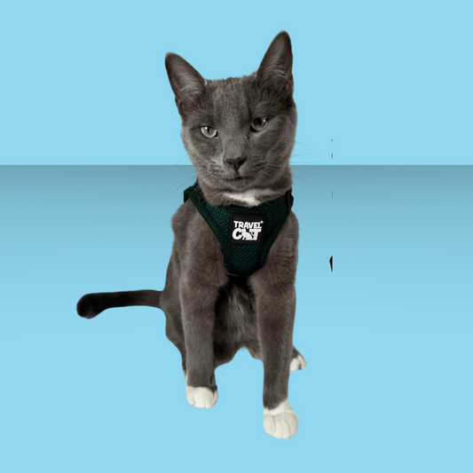 Harness and Leash Set Emerald Explorer