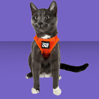 Harness and Leash Set Orange