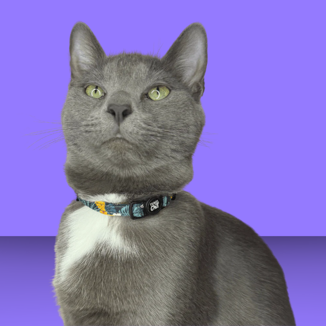 The Hawaiian Shirt Breakaway