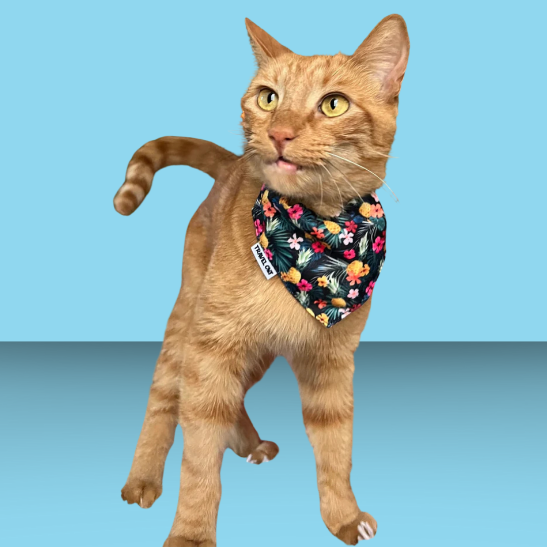The Hawaiian Bandana & Collar