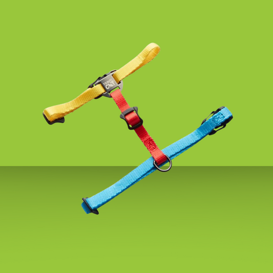 Harness and Leash Set Day Tripper Color Block
